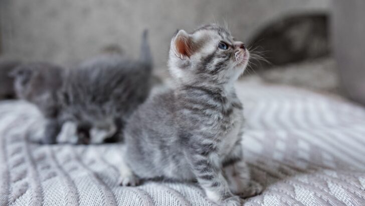 Asil Gümüş Tekir Yavru Kedi Hakkında 5 Havalı Gerçek