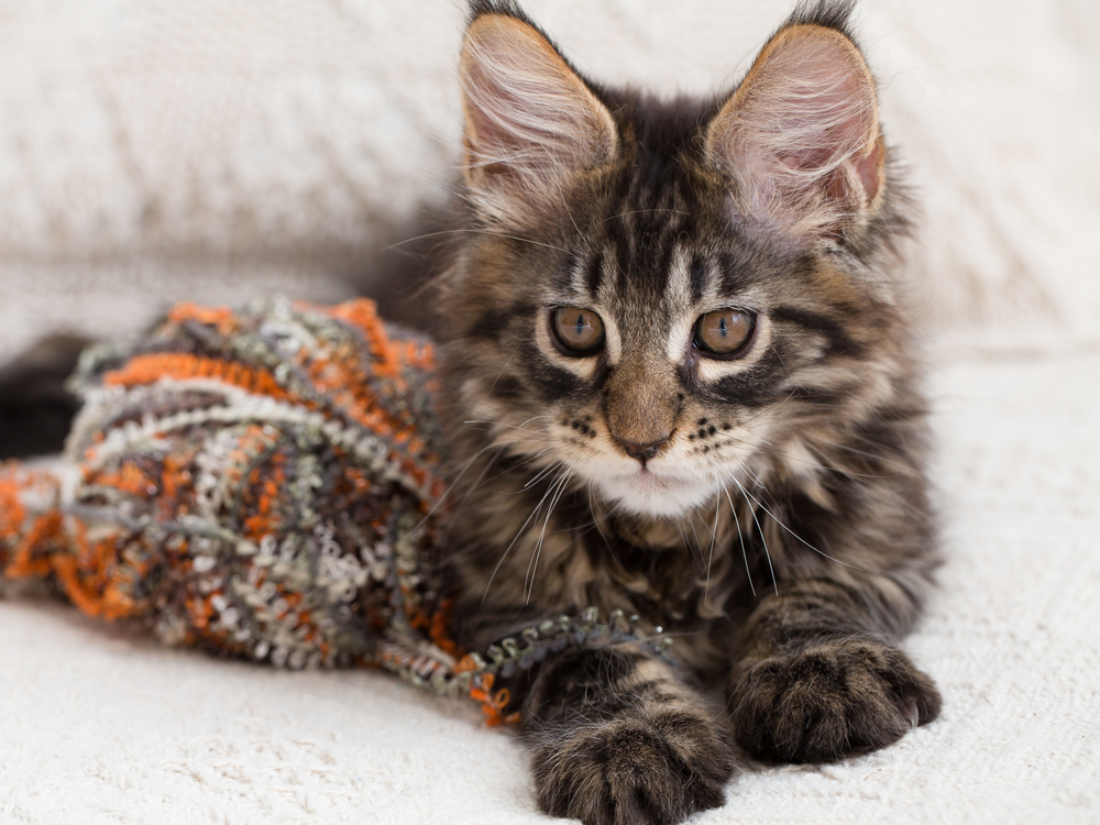 350 Cutest Maine Coon Cat Names For Your Gentle Giant