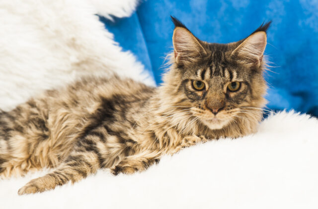 350 Cutest Maine Coon Cat Names For Your Gentle Giant