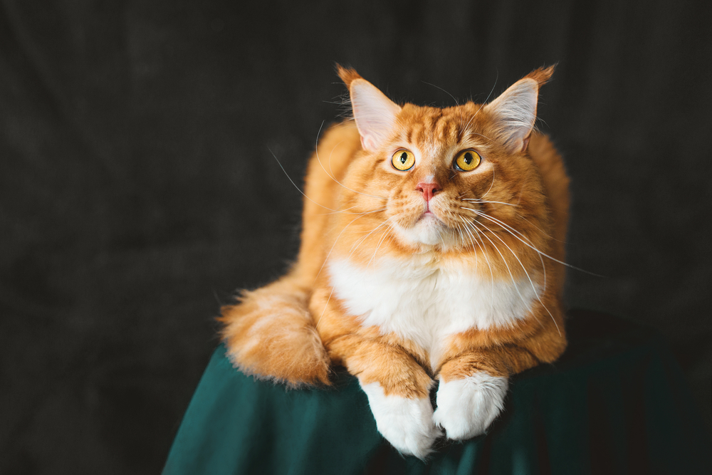 350 Cutest Maine Coon Cat Names For Your Gentle Giant