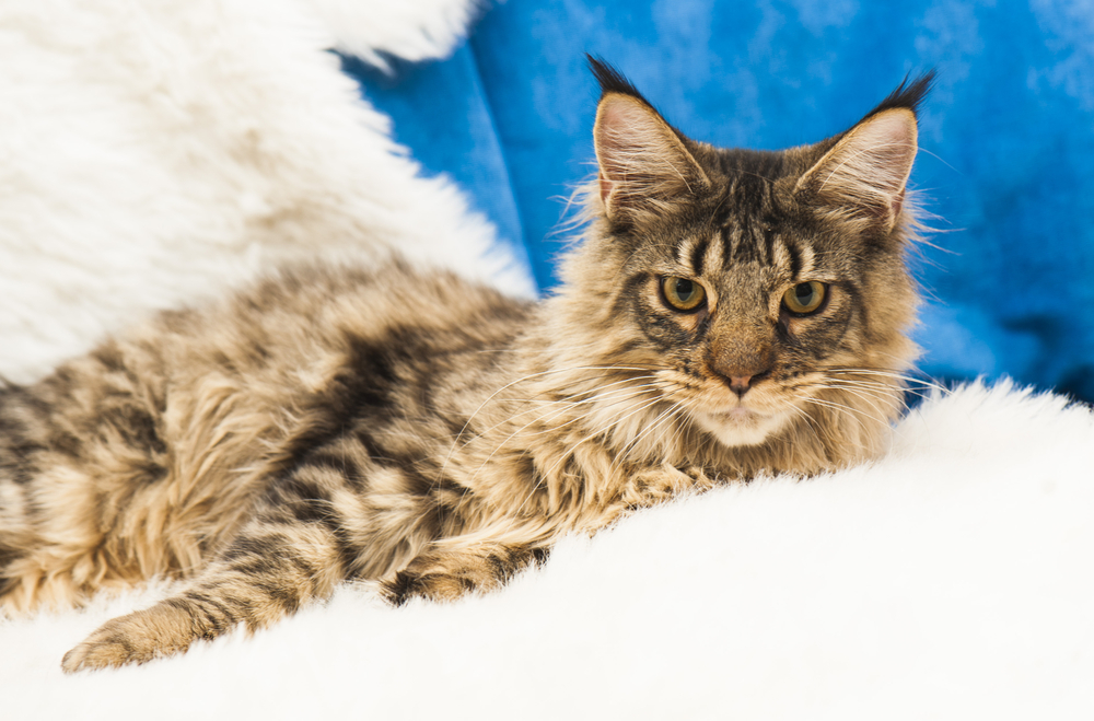 Nazik Deviniz İçin 350 En Sevimli Maine Coon Kedi İsmi