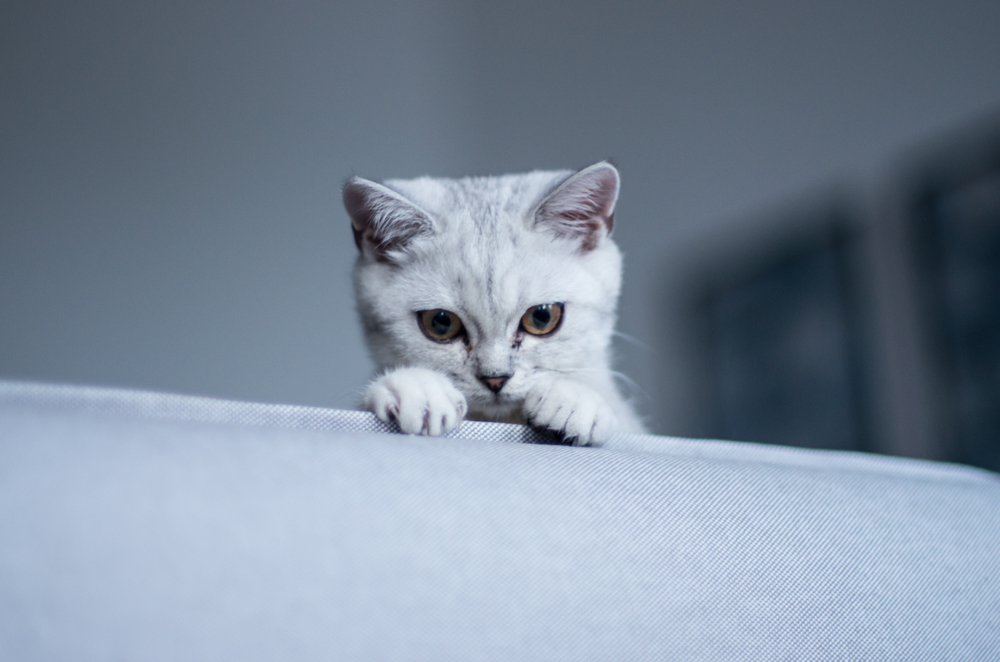 Asil Gümüş Tekir Yavru Kedi Hakkında 5 Havalı Bilgi