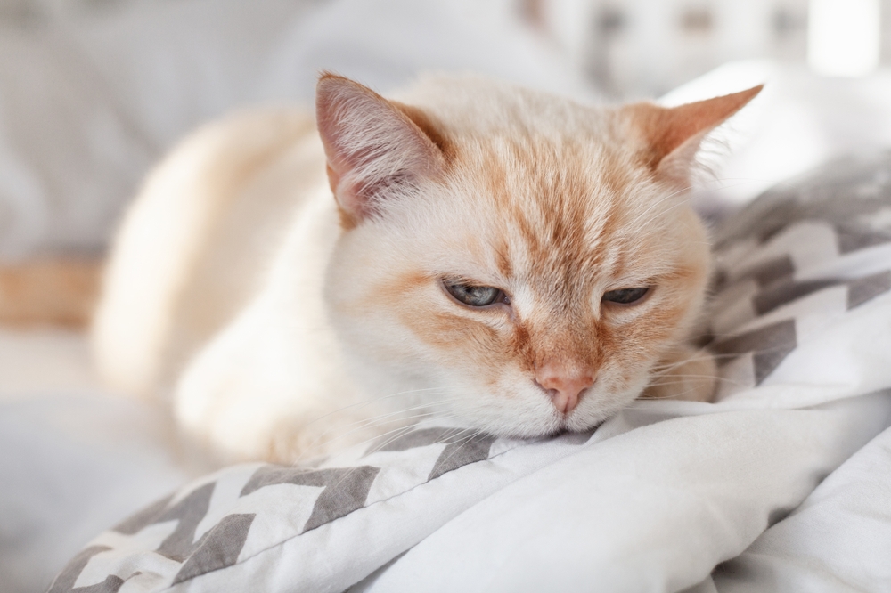5 Beyaz Köpük Kusan Kedi İçin Güvenli Ev Çözümleri