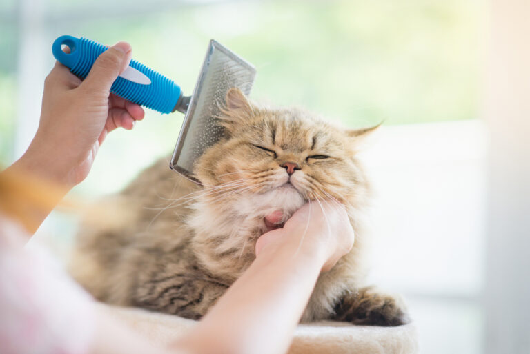 8 Best Brushes For Persian Cats To Give Your Cat A Spa Day