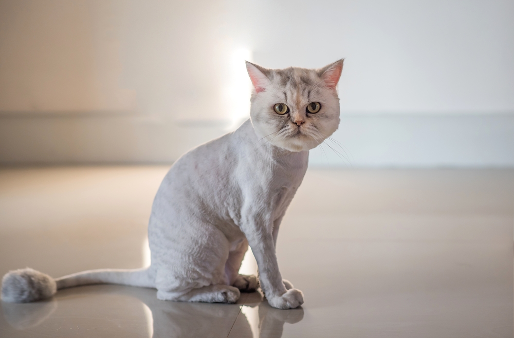 9 Inspirational Cat Haircut Styles For Your Feline