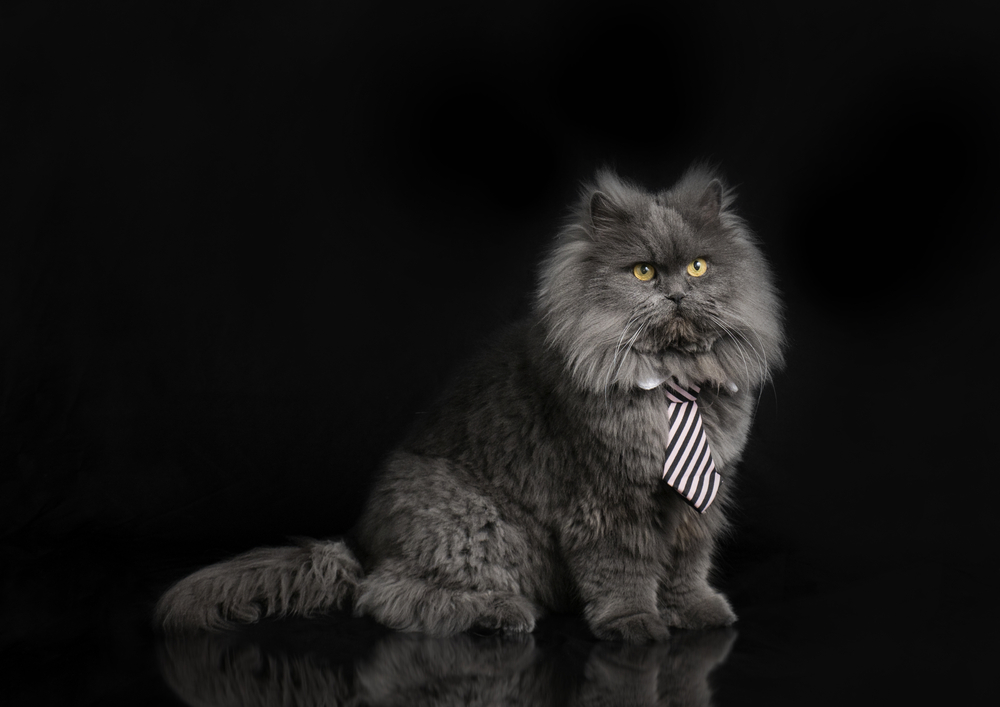 A Grey Persian Cat: A Social Butterfly Of The Feline World