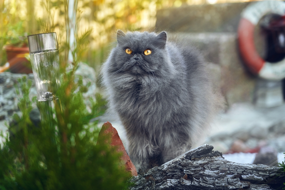 A Grey Persian Cat: A Social Butterfly Of The Feline World