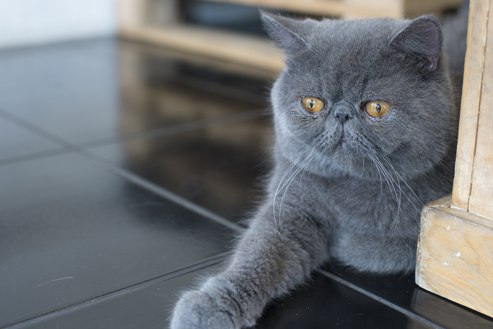 A Grey Persian Cat: A Social Butterfly Of The Feline World