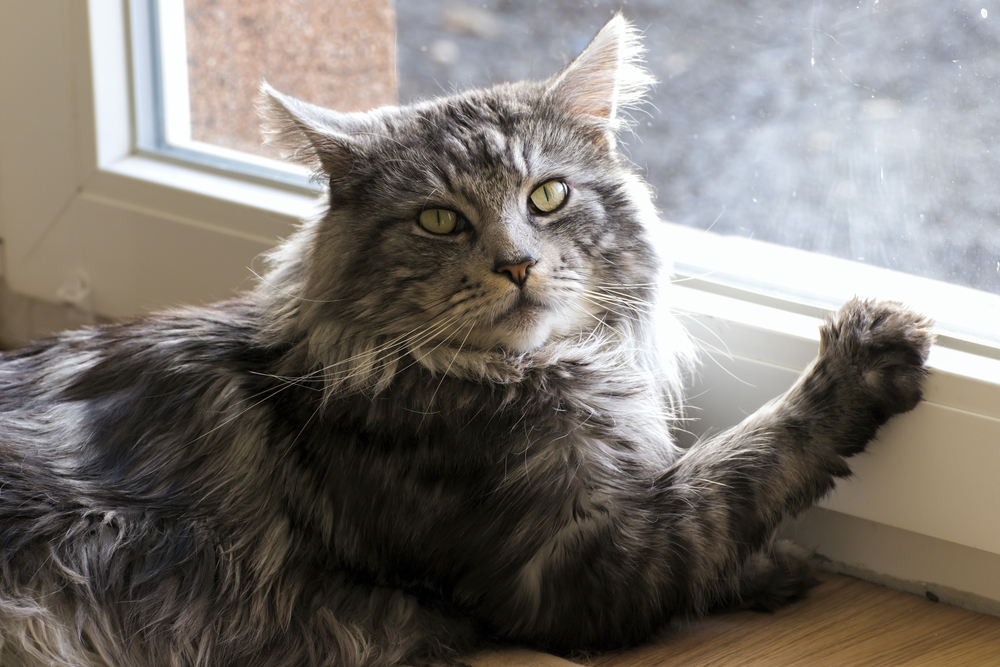 Korkunç Bir Aslan mı Yoksa Kedicik Bir Kedi mi: Maine Coon Kedileri Arkadaş Canlısı mı?