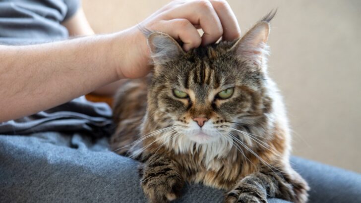 A Scary Lion Or A Kitty Cat: Are Maine Coon Cats Friendly?