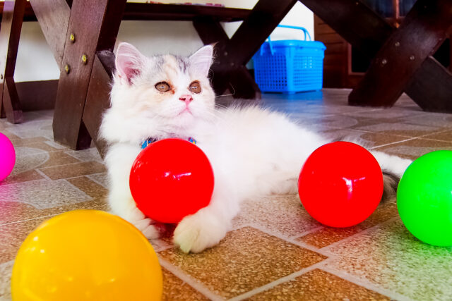 Best Persian Cat Toys