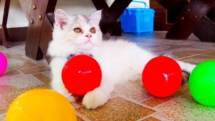 7 Best Persian Cat Toys To Entertain Your Furry Gremlin