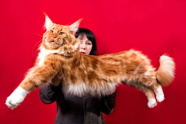 Bigger Than Life How Big Are Maine Coon Cats?