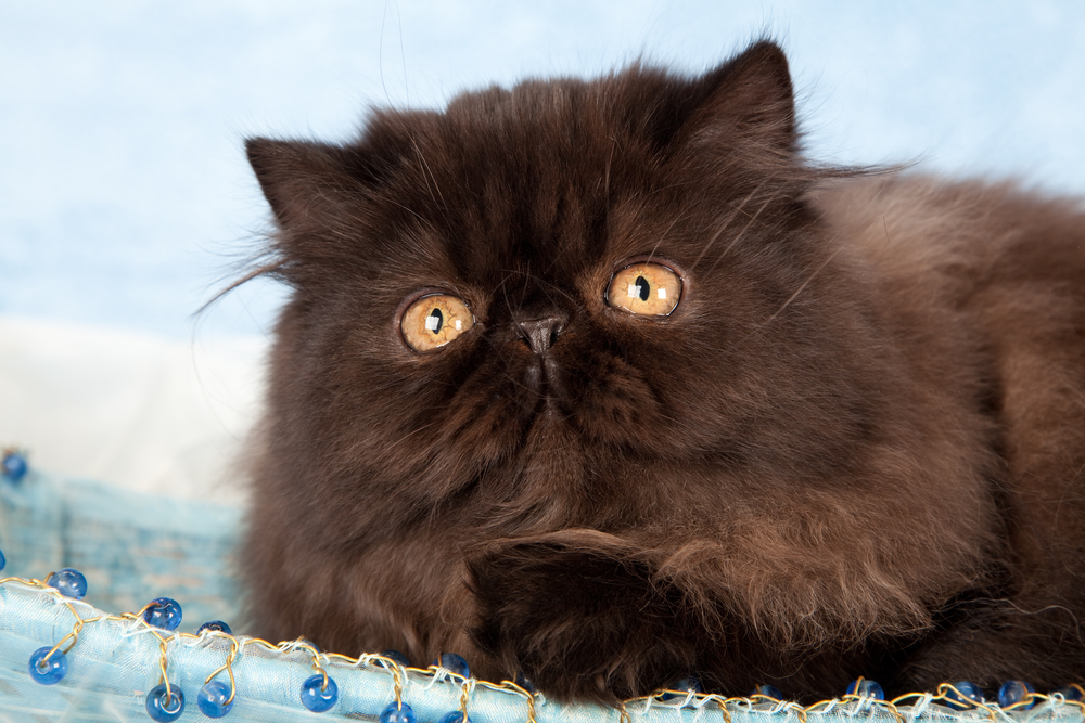 Black Persian Cat: A Captivating Dark Beauty