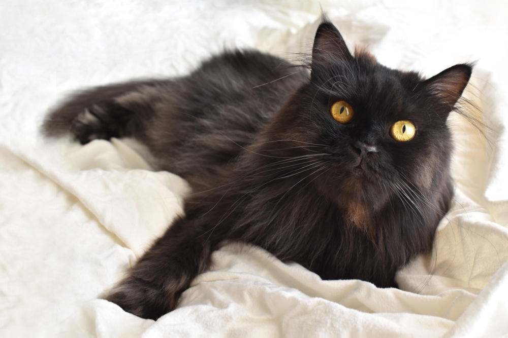 Black Persian Cat: A Captivating Dark Beauty