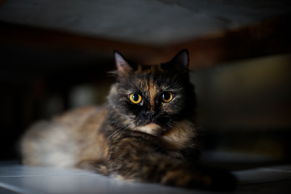 Black Persian Cat: A Captivating Dark Beauty