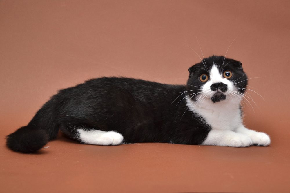 Black Scottish Fold: Guaranteed To Give You a Furr-ight!