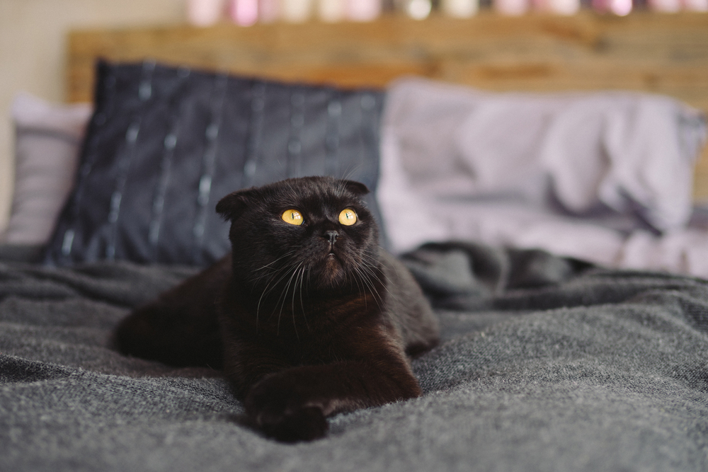 Black Scottish Fold: Guaranteed To Give You a Furr-ight!