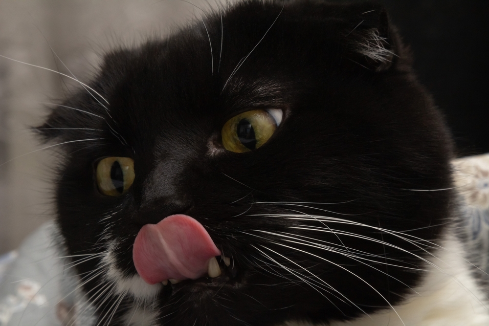 Black Scottish Fold: Guaranteed To Give You a Furr-ight!