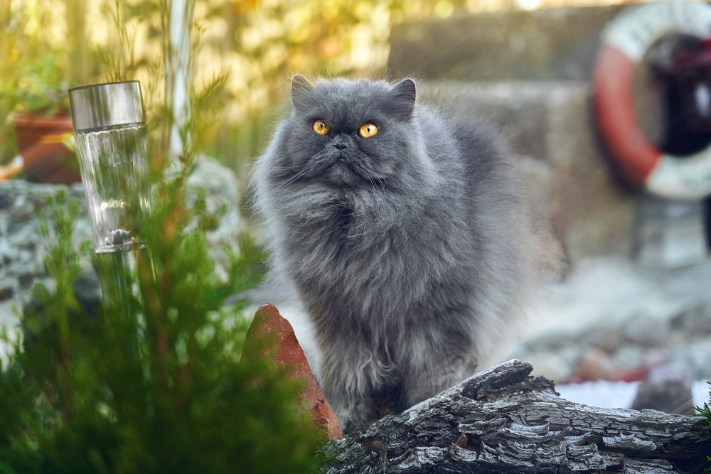 Blue Persian Cats: Fluffy Felines That Never Get The Blues