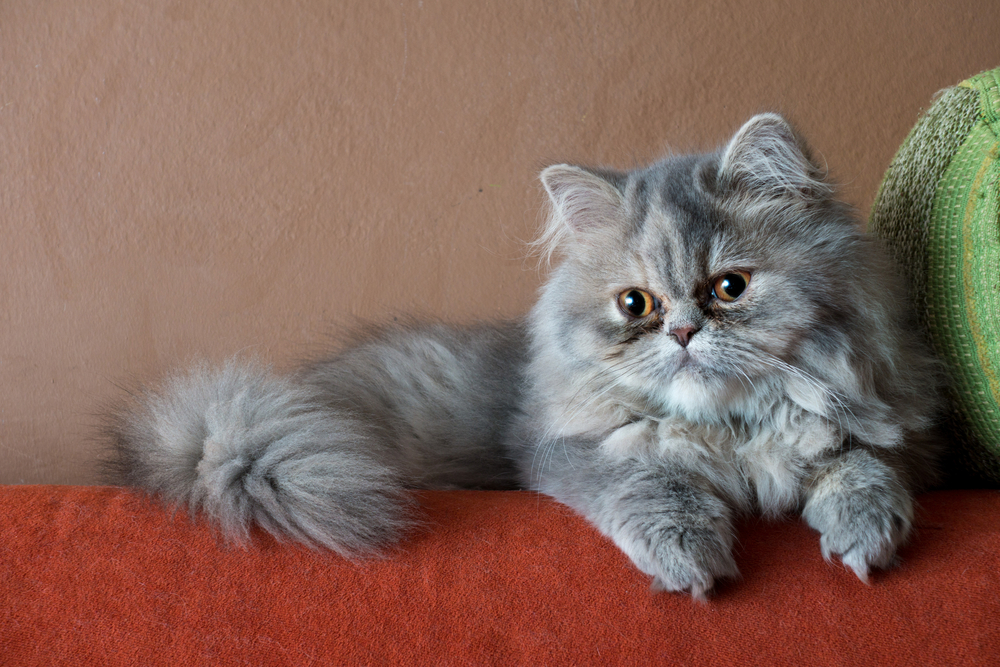 Blue Persian Cats: Fluffy Felines That Never Get The Blues