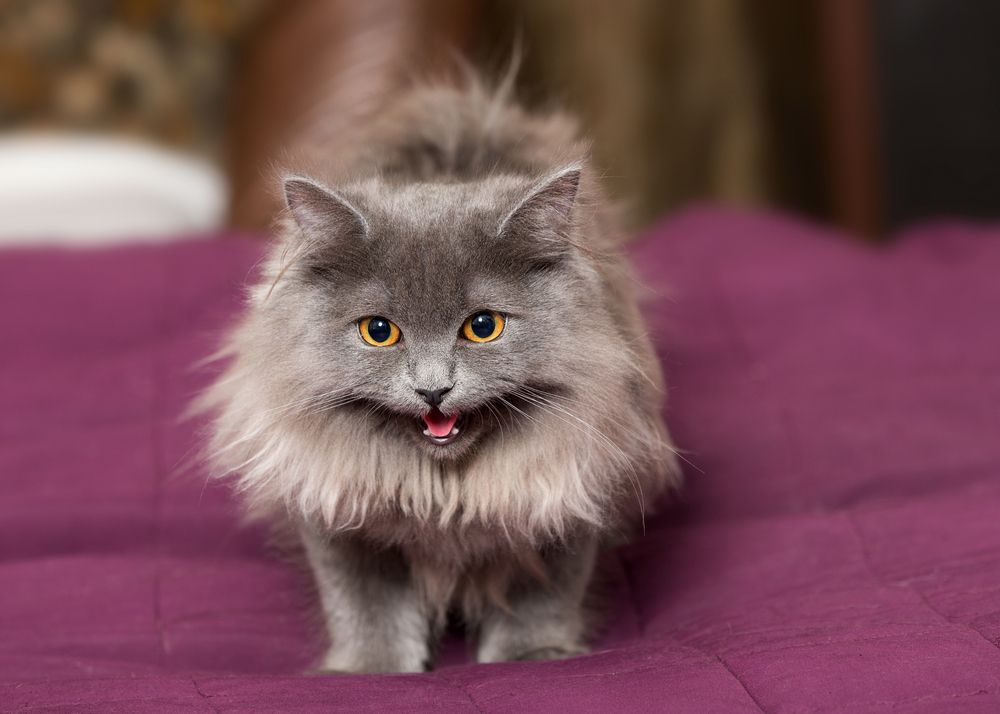 Blue Persian Cats: Fluffy Felines That Never Get The Blues