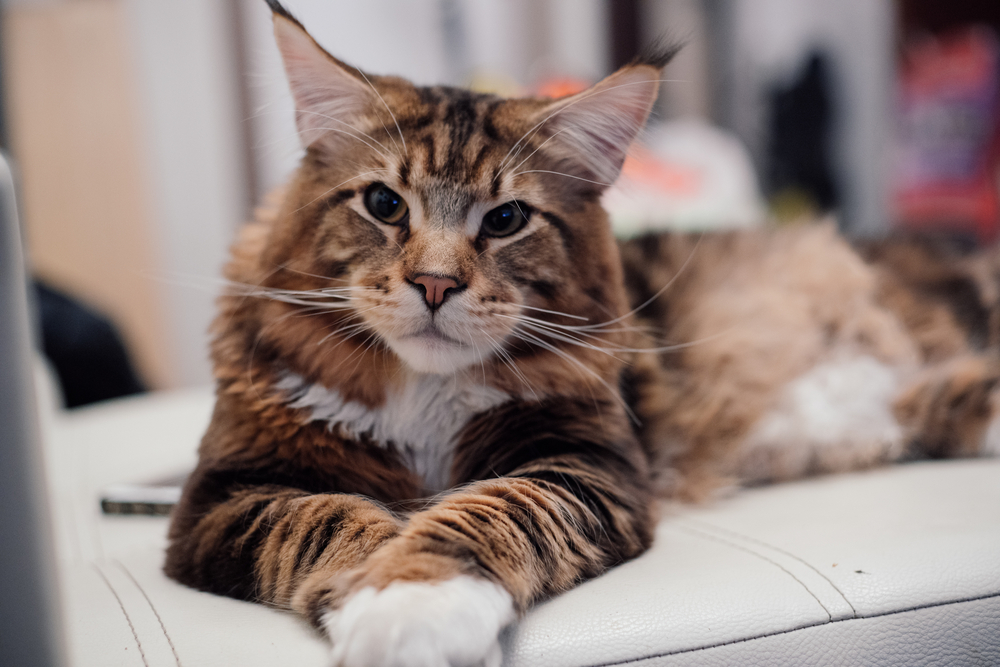 Brown Maine Coon: Everything You Need To Know