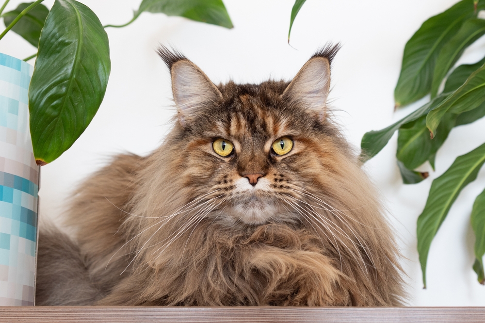 Brown Maine Coon: Everything You Need To Know