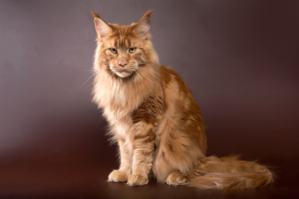 Brown Maine Coon: Everything You Need To Know