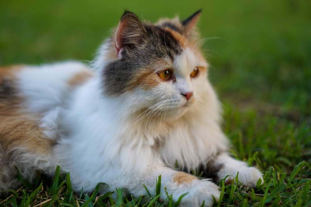 Calico İran Kedisi: Büyüleyici Üç Renkli Bir Kedi