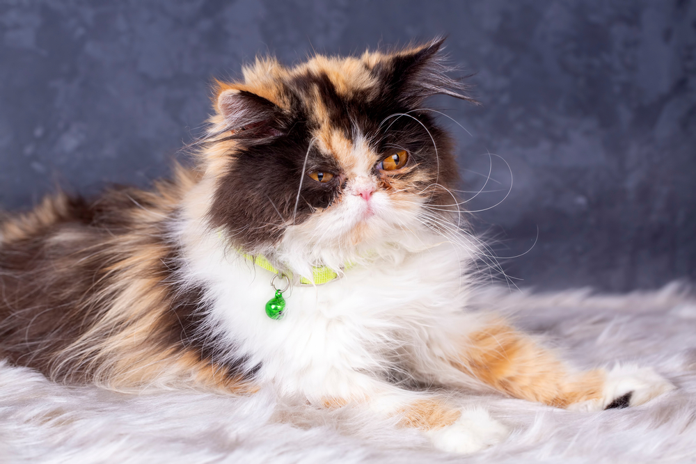 Calico Persian Cat: A Captivating Tri-Color Feline