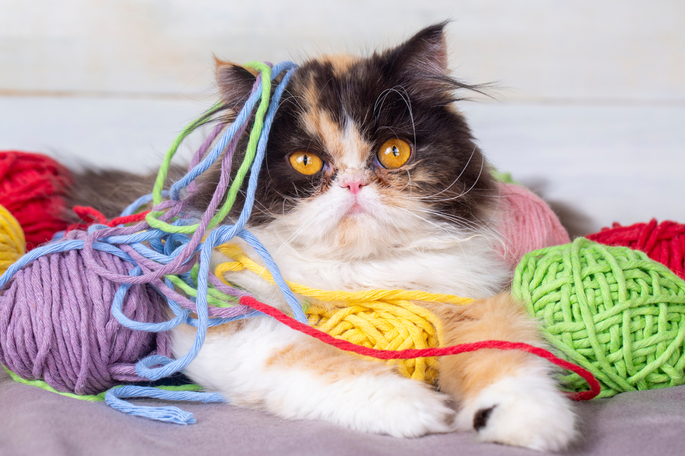 Calico Persian Cat: A Captivating Tri-Color Feline