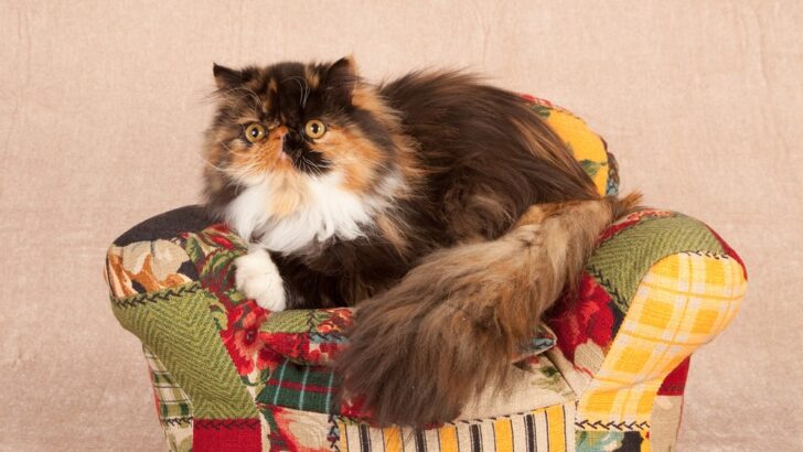 Calico İran Kedisi: Büyüleyici Üç Renkli Bir Kedi