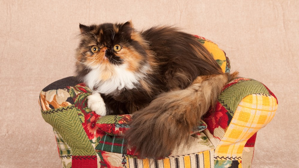 Calico Persian Cat: A Captivating Tri-Color Feline