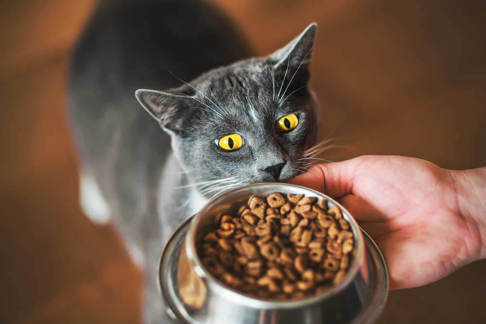 Cat Grinding Teeth When Eating: Should I Be Worried?