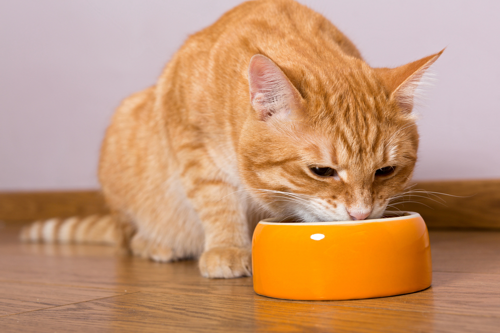 Kedi Yemek Yerken Dişlerini Gıcırdatıyor: Endişelenmeli miyim?