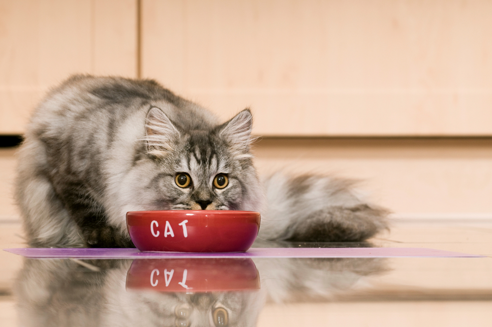 Kedi Yemek Yerken Dişlerini Gıcırdatıyor: Endişelenmeli miyim?