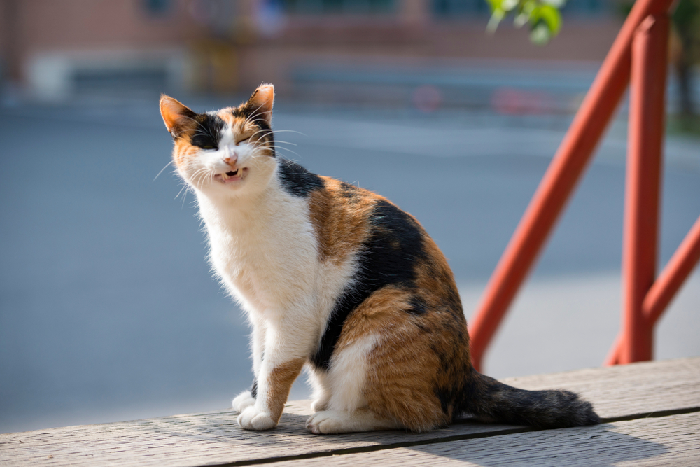 Kedi Hapşırmaya Devam Ediyor Ama İyi Görünüyor: Neler Oluyor?