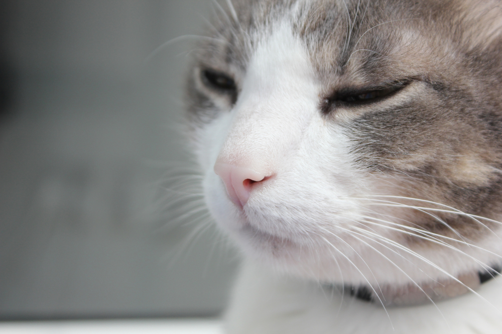 Kedinin Sesi Tıkalı Ama Akıntı Yok: Bu Ne Anlama Geliyor?