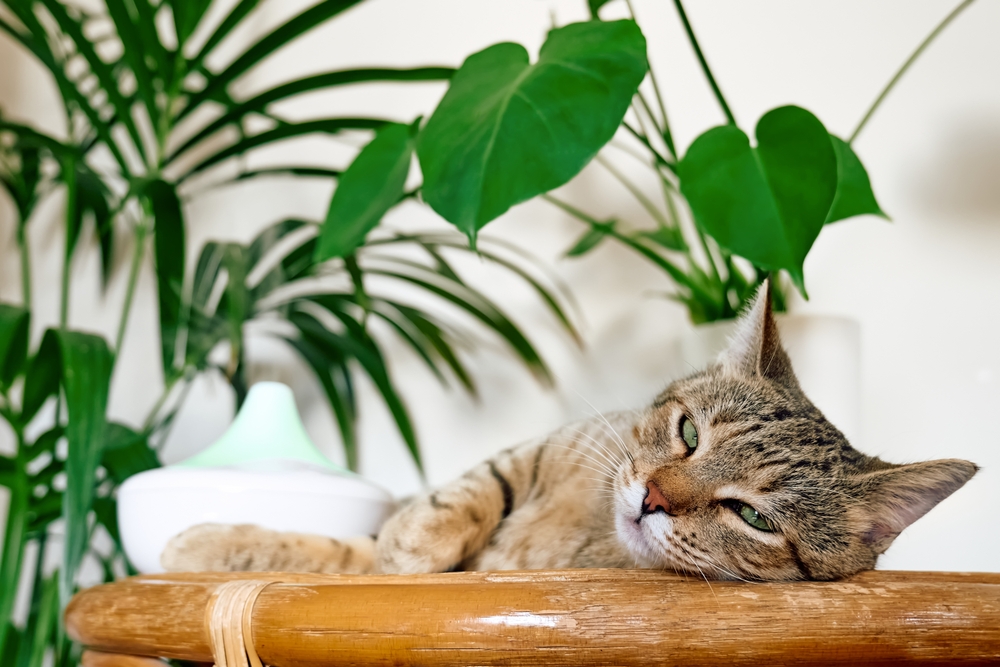 Cat Sounds Congested But No Discharge: What Does It Mean?