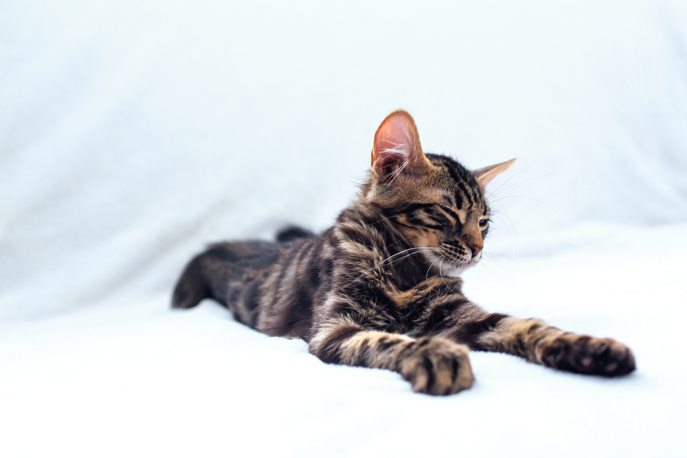 Charcoal Bengal A Mysterious Moggy That Demands Attention