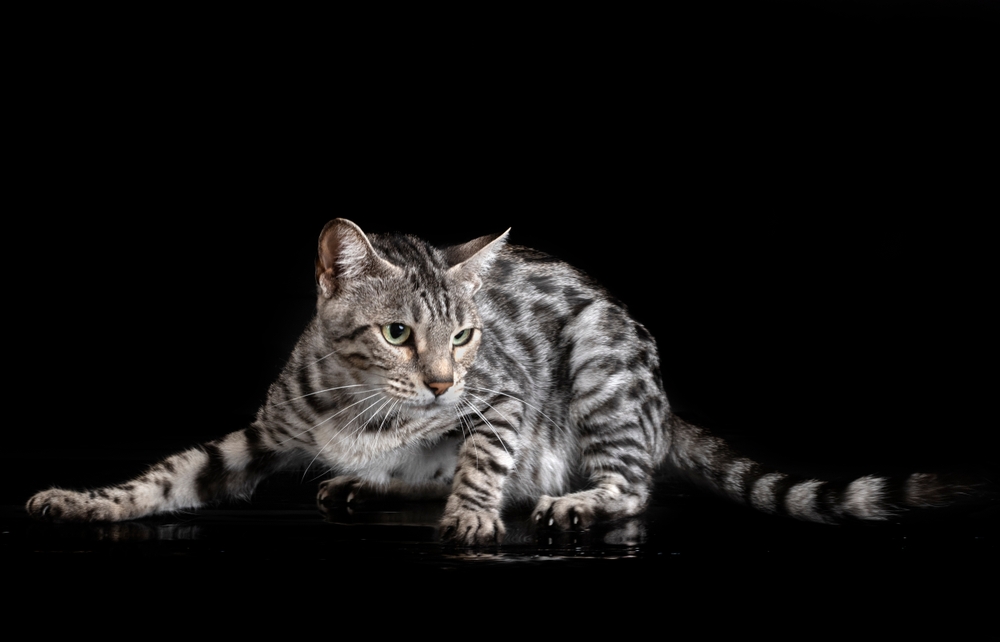 Charcoal Bengal İlgi İsteyen Gizemli Bir Moggy