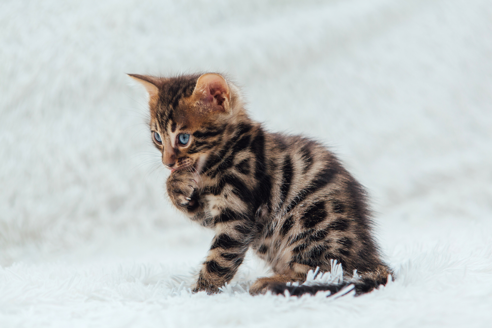 Charcoal Bengal İlgi İsteyen Gizemli Bir Moggy