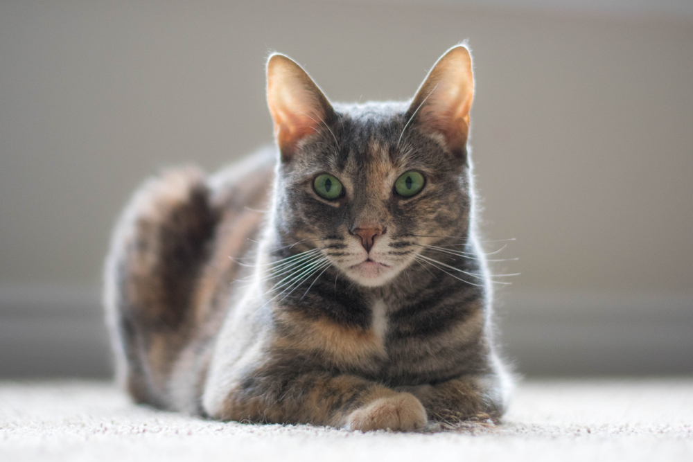 Dilute Tortoiseshell Cat Why You Need To Get This Floof