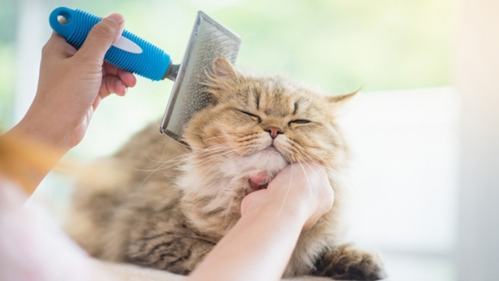 8 Best Brushes For Persian Cats To Give Your Cat A Spa Day