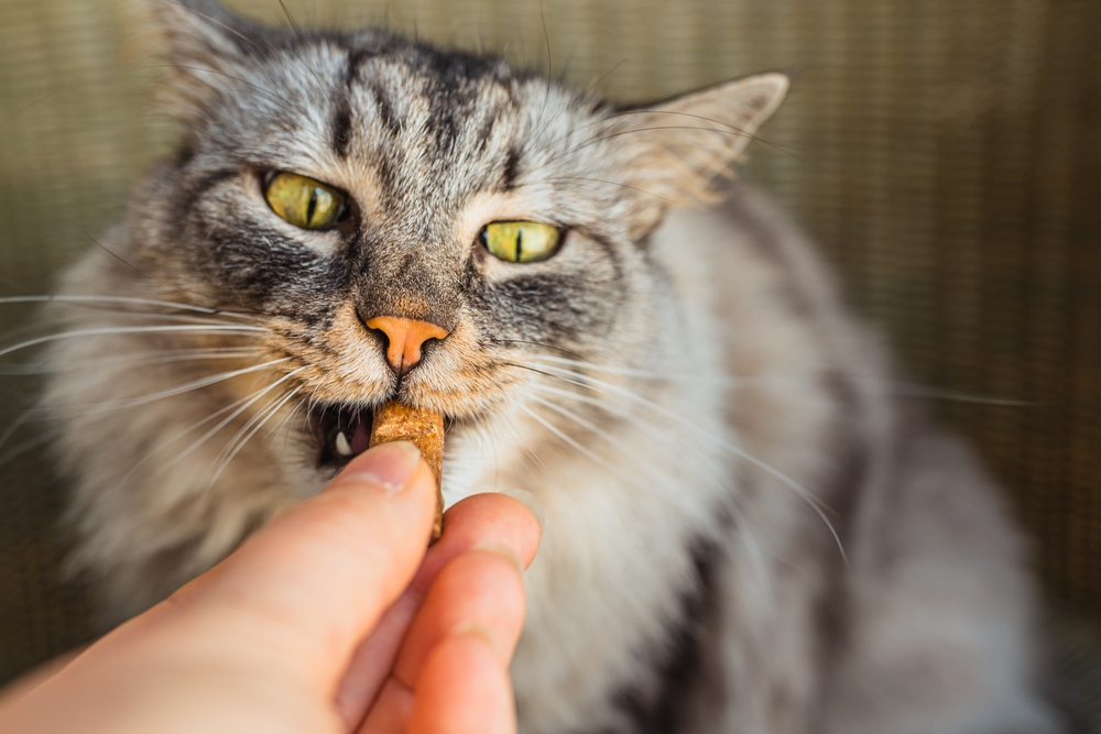 How To Train A Maine Coon Cat: 8 Tips From Experts