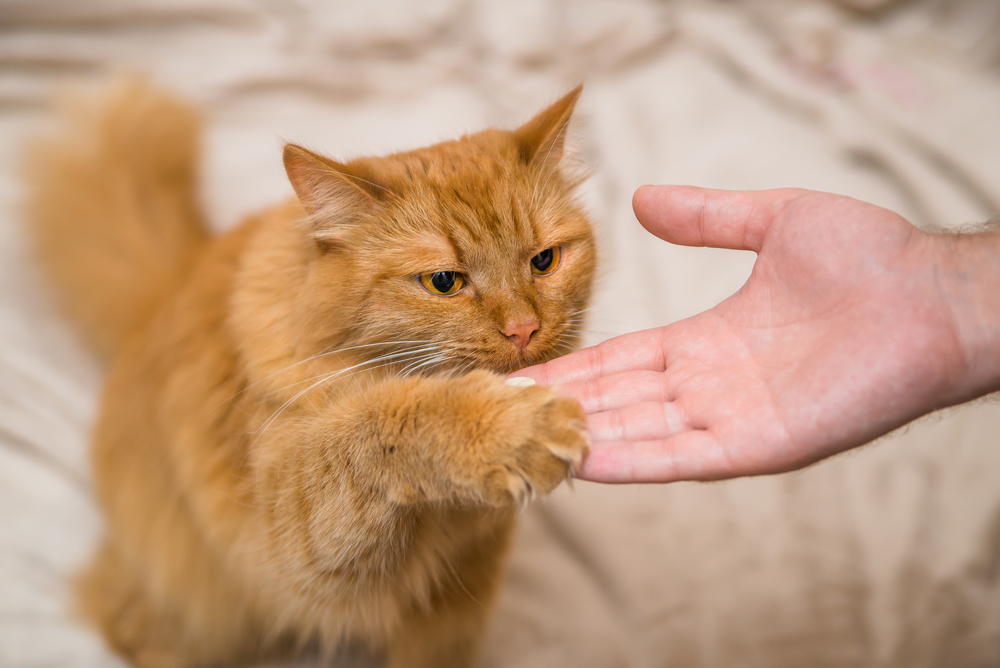 How To Train A Maine Coon Cat: 8 Tips From Experts