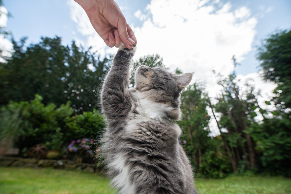 Maine Coon Kedisi Nasıl Eğitilir: Uzmanlardan 8 İpucu