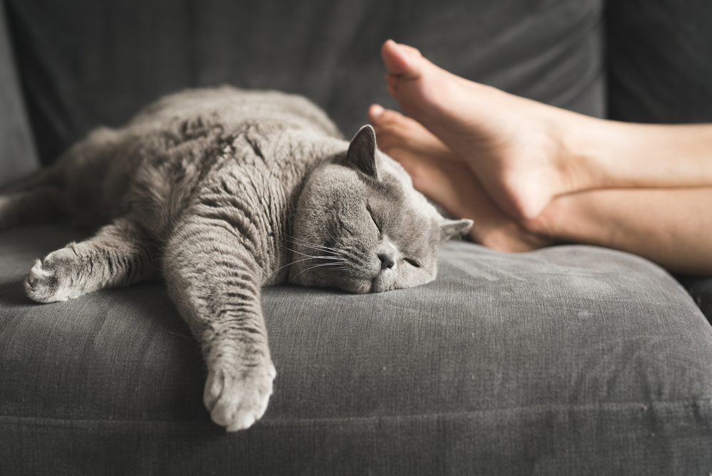 Is Vicks Safe For Cats? Should You Use It Near Your Fluff?