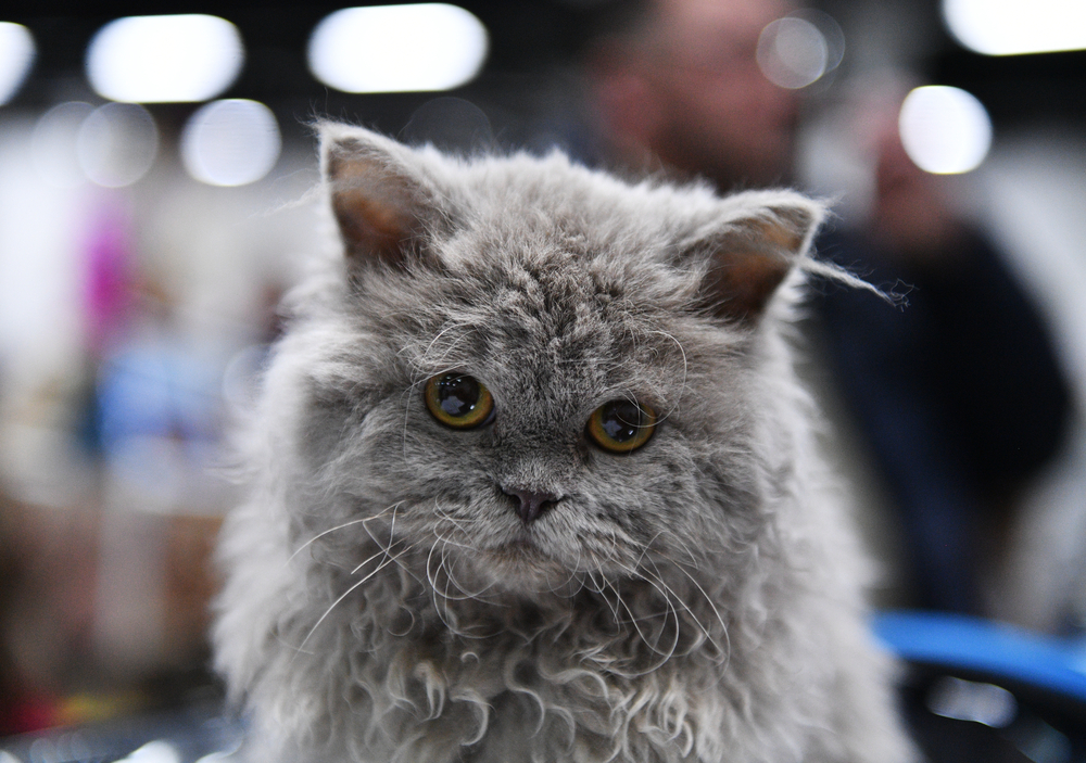 Lambkin Cat: The Curliest Munchkin And Selkirk Rex Mix